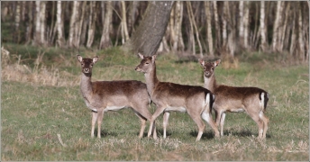 <p>DANĚK SKVRNITÝ (Dama dama) Šluknovsko - Valdek /Fallow deer - Damhirsch/</p>